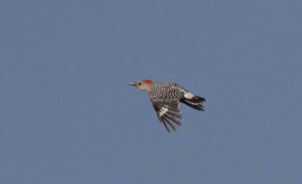 Red-bellied Woodpecker - Nick Bolgiano