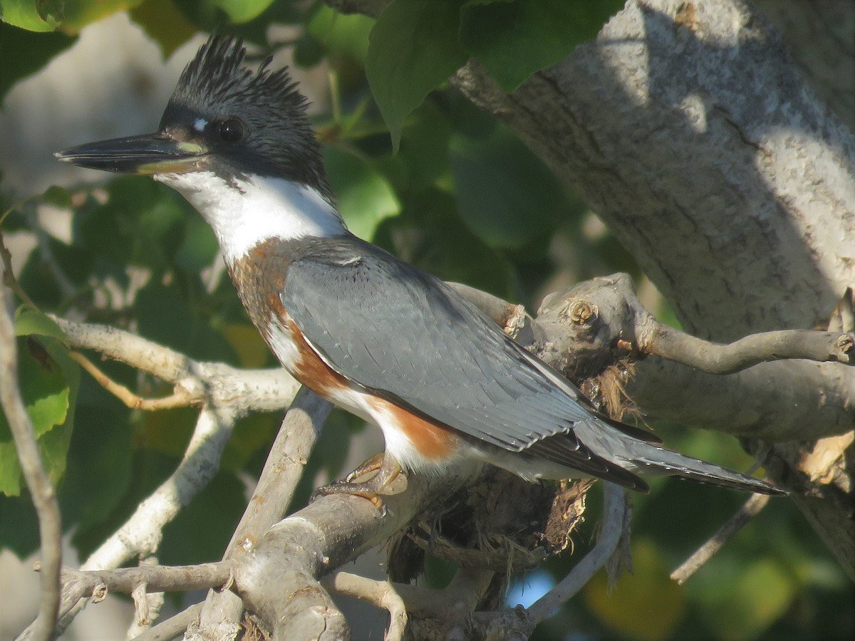 Belted Kingfisher - Don Witter