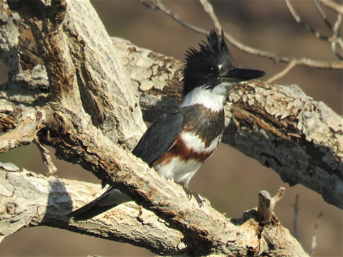 Belted Kingfisher - Don Witter
