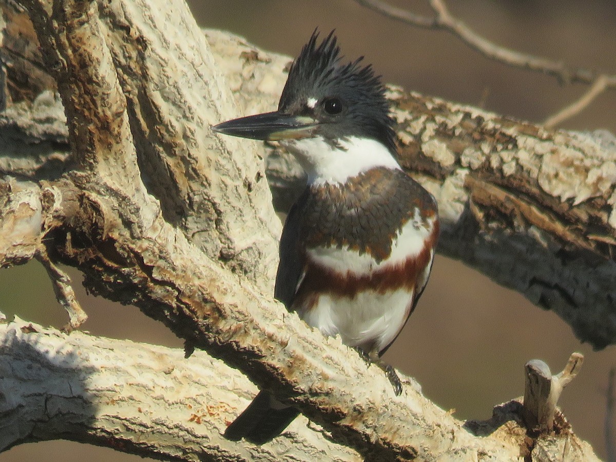 Belted Kingfisher - Don Witter