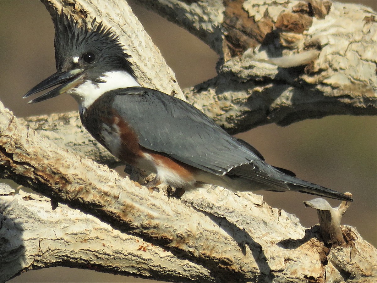 Belted Kingfisher - Don Witter