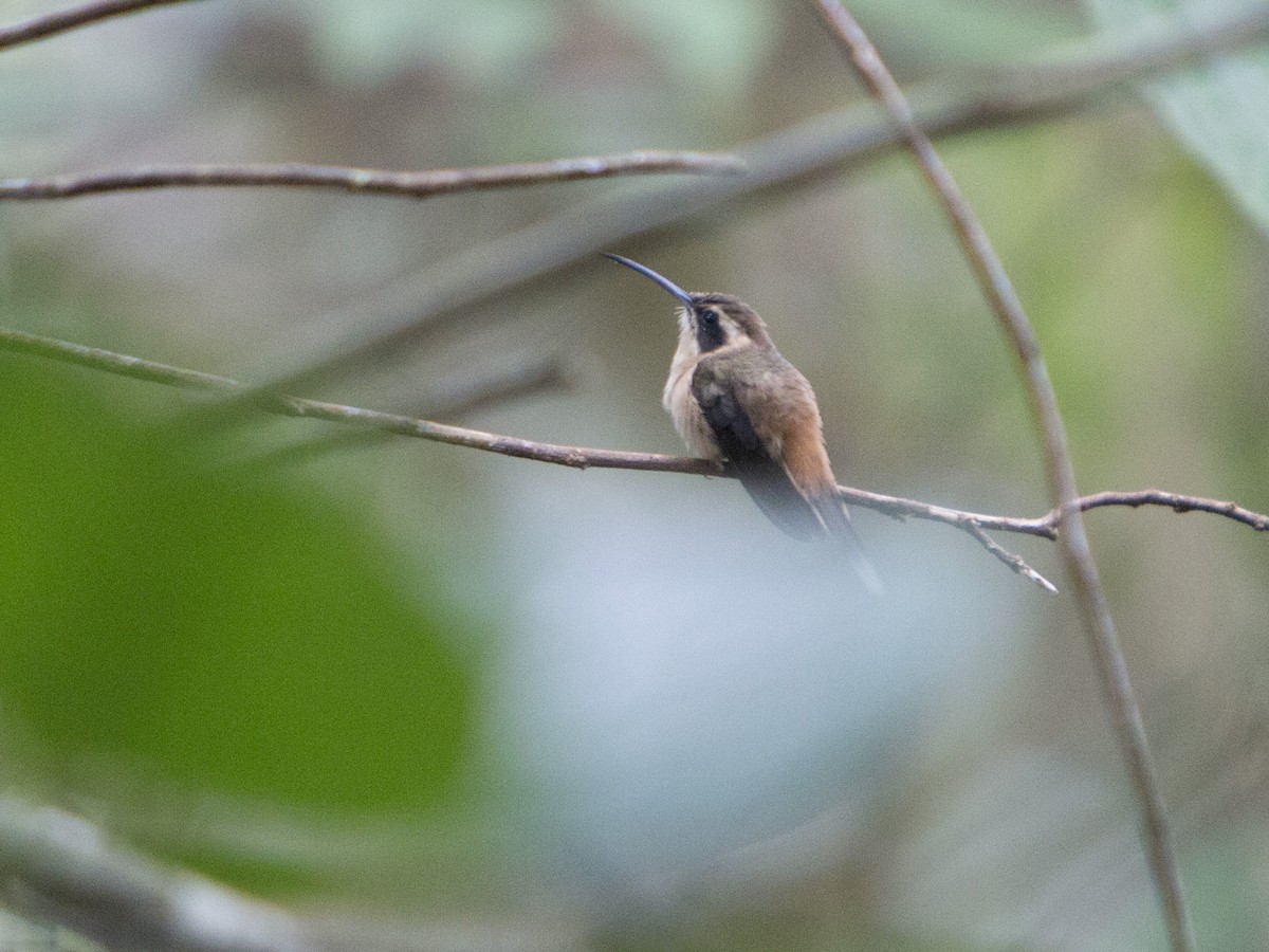 Пестрогорлый колибри-отшельник - ML179358521