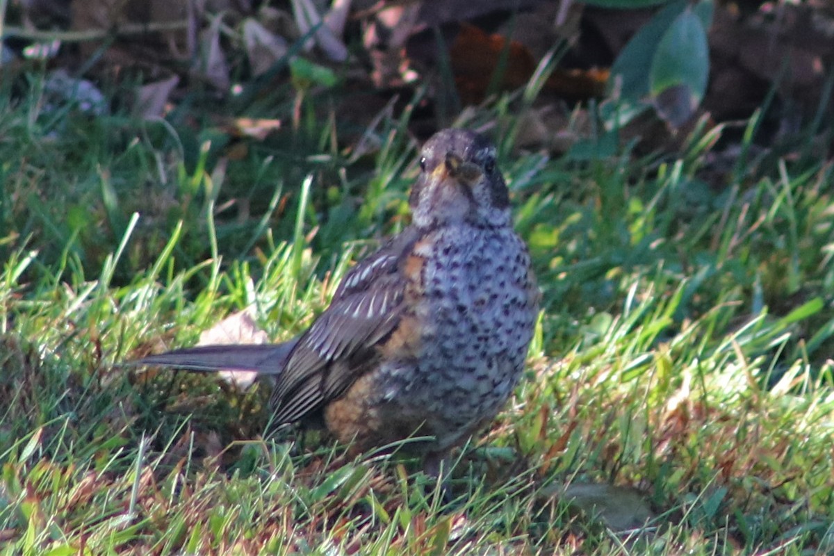 American Robin - ML179358851