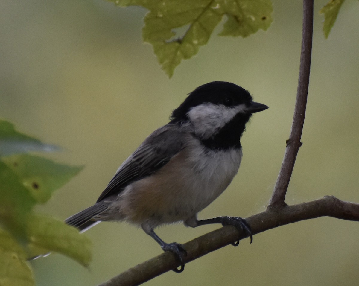 Carolina Chickadee - ML179361381