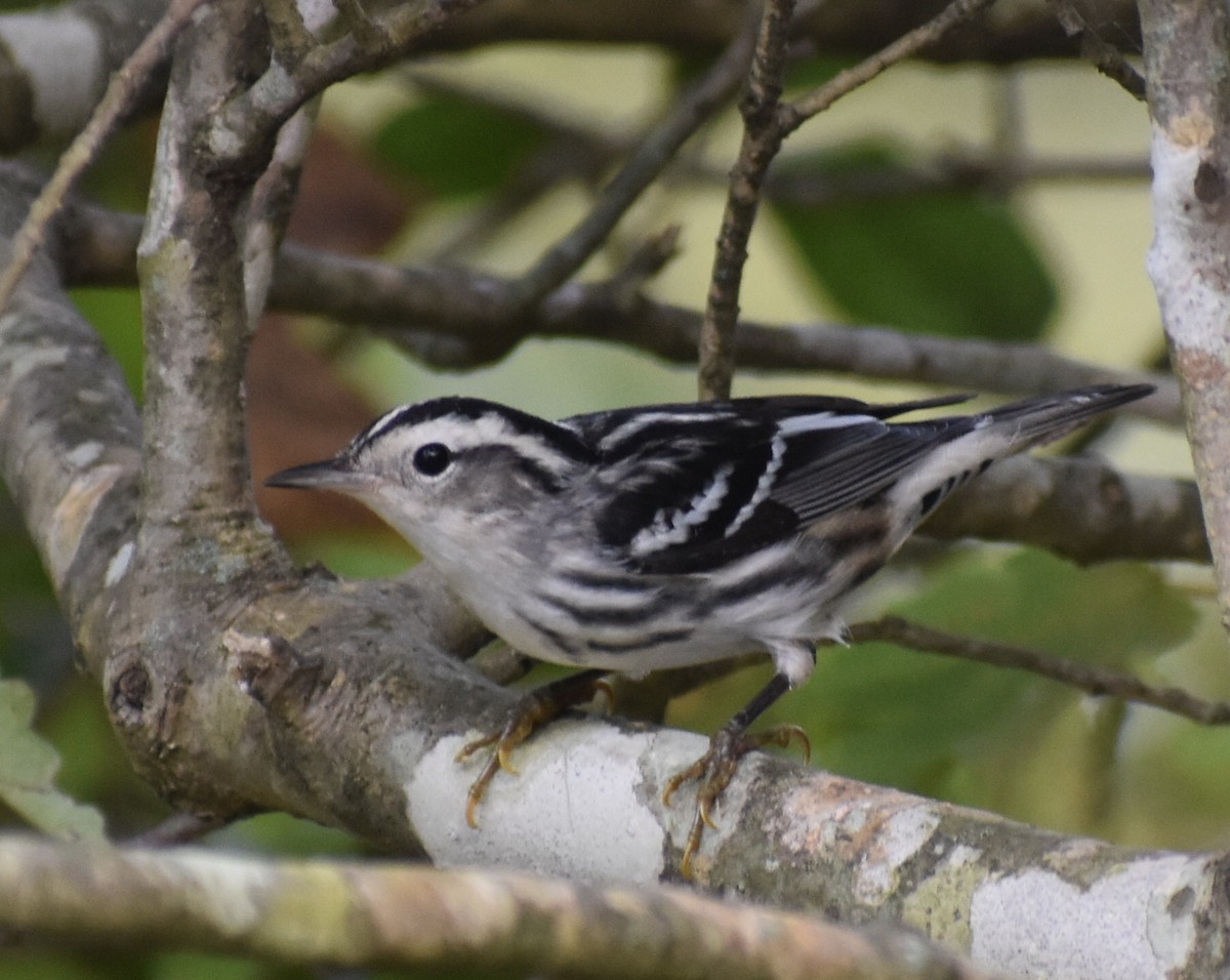 Black-and-white Warbler - ML179361411