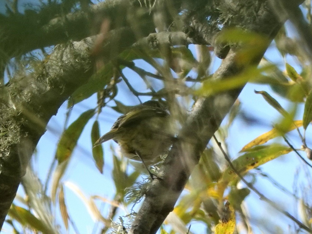 Ruby-crowned Kinglet - ML179362951