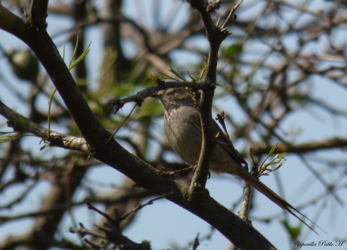 Tufted Tit-Spinetail - ML179366851