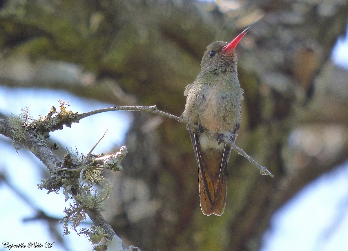 gyllenkolibri - ML179366911