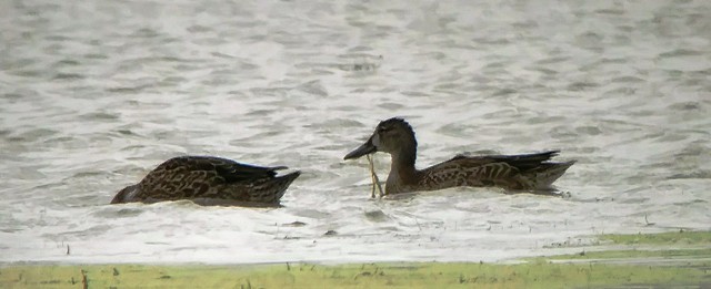 Blue-winged Teal - Kristin Purdy