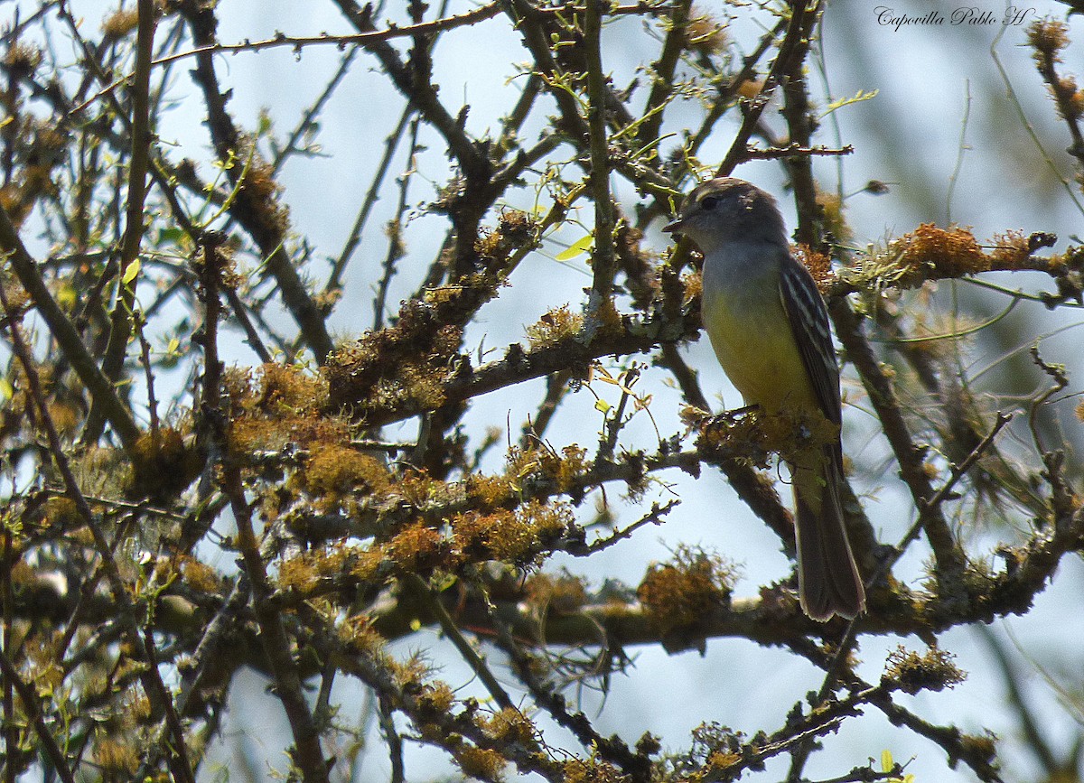 Southern Scrub-Flycatcher - ML179368141