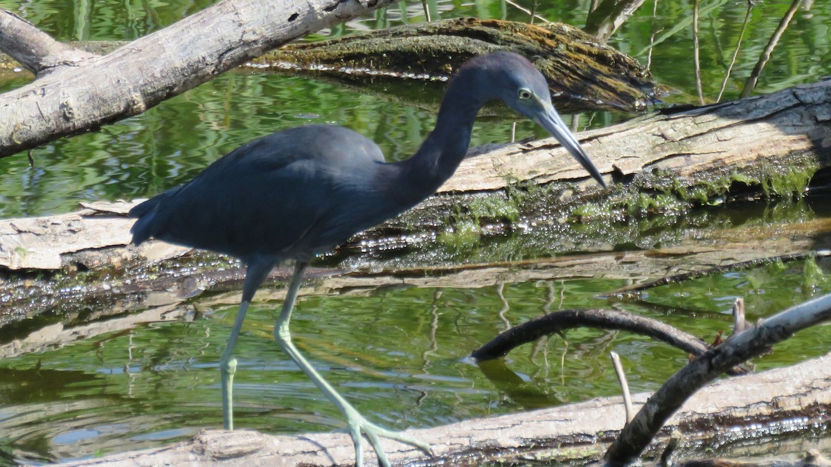 Little Blue Heron - ML179368551