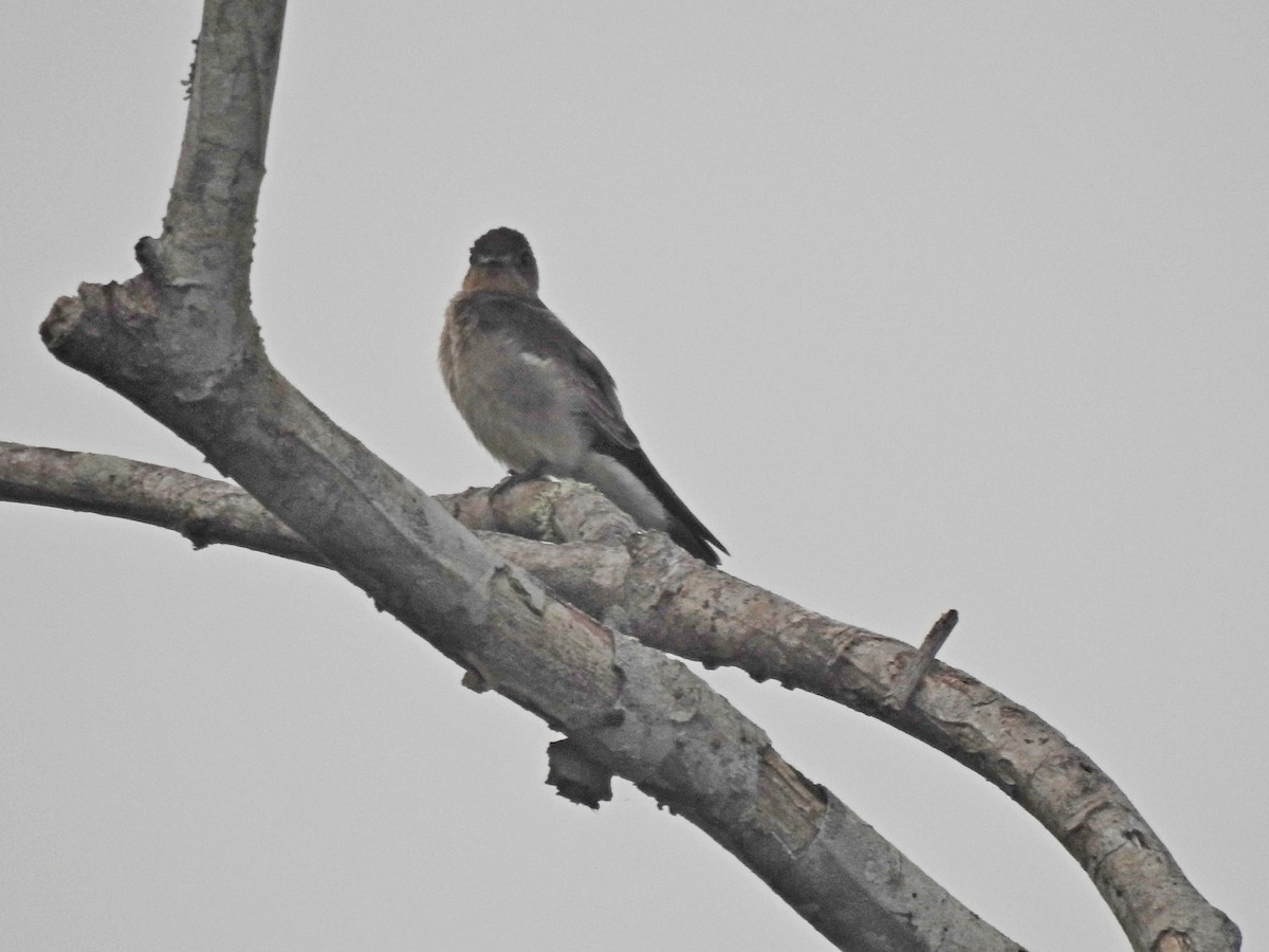 Southern Rough-winged Swallow - ML179368951