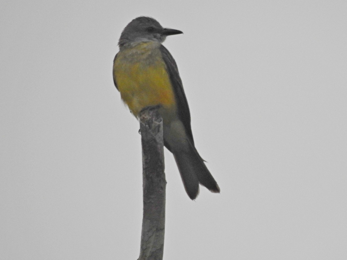 Tropical Kingbird - ML179368991