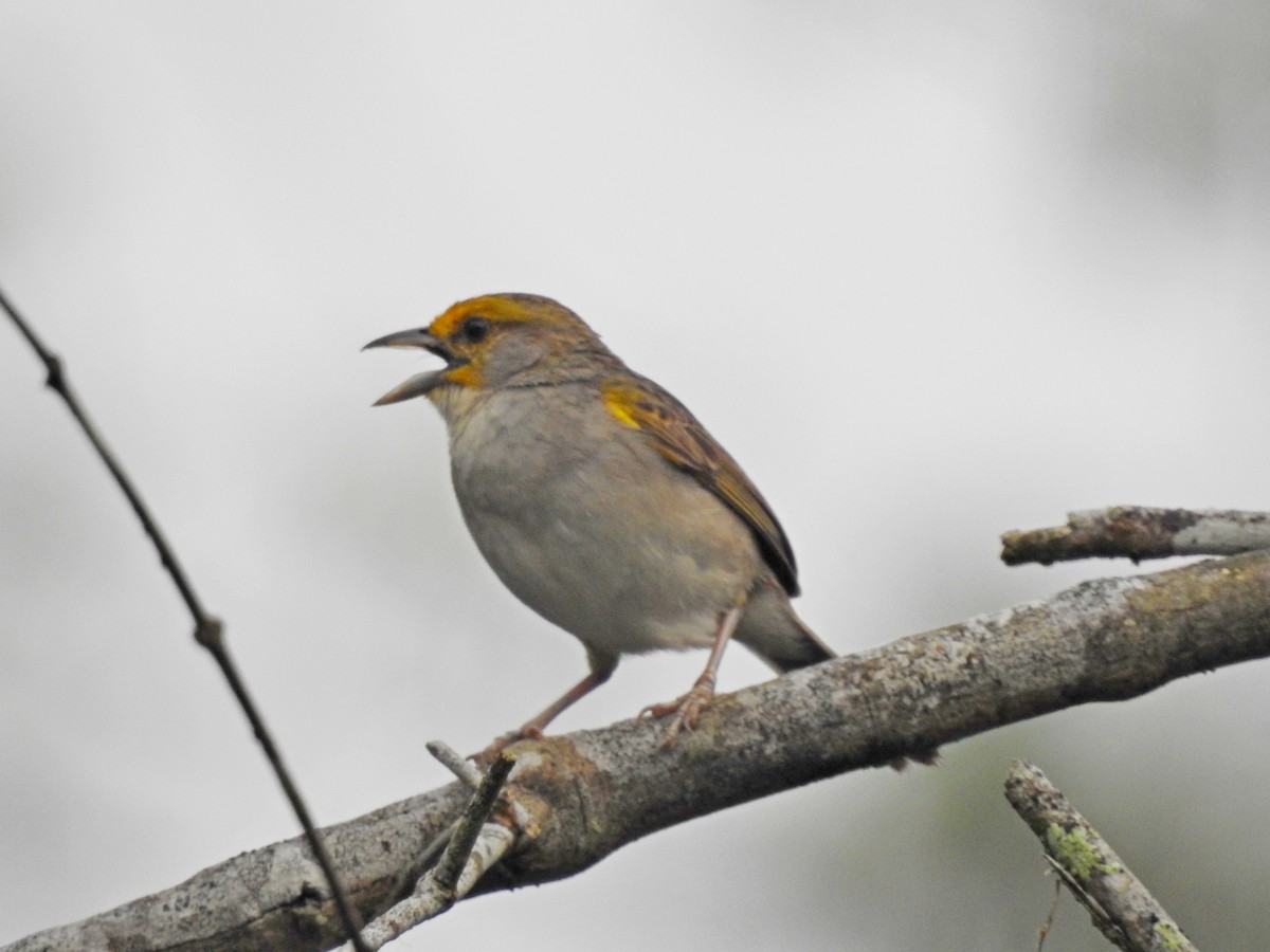 Yellow-browed Sparrow - ML179369131