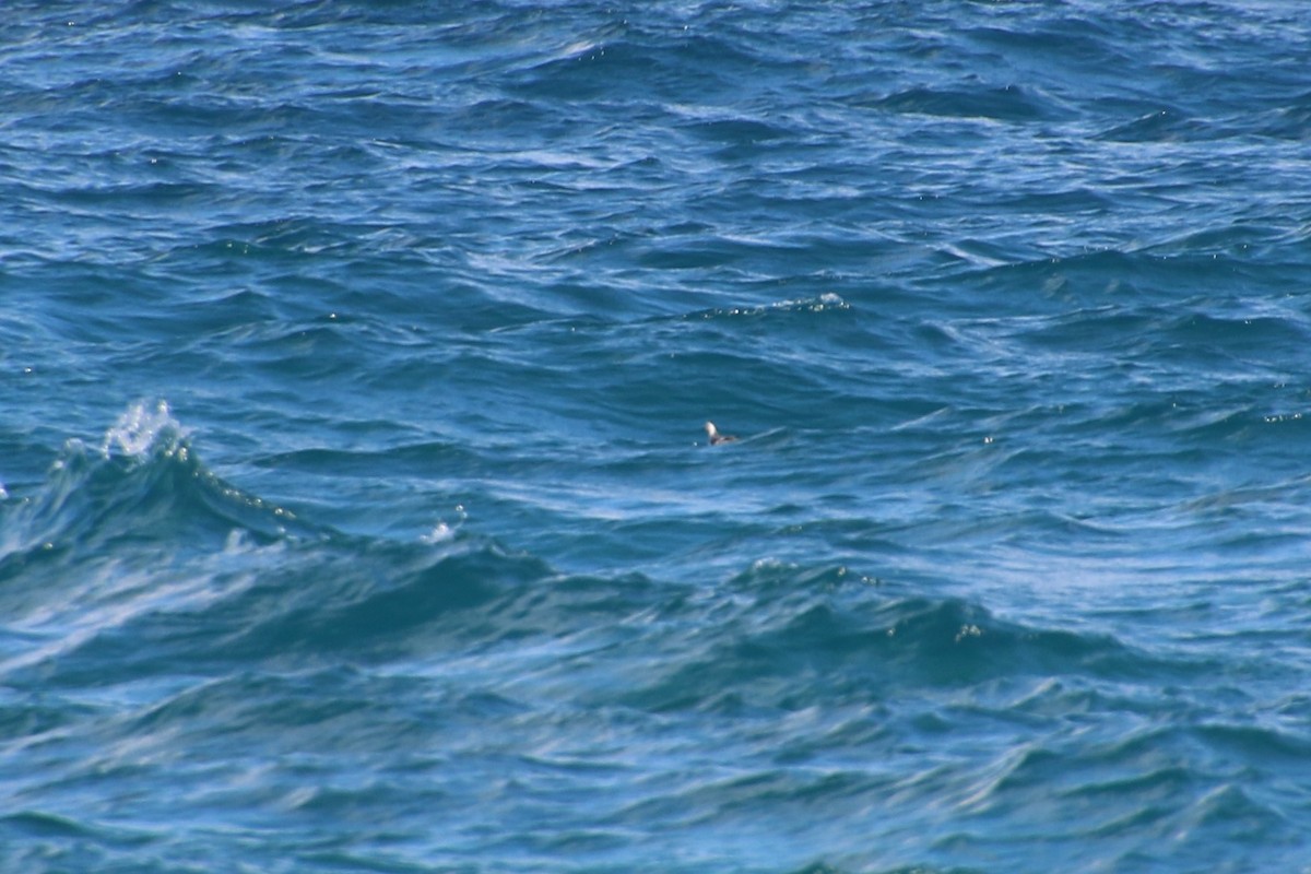 Red Phalarope - John Groskopf