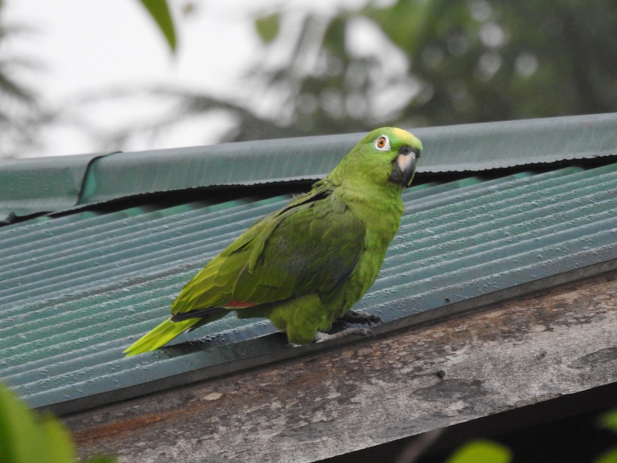 Yellow-crowned Parrot - ML179369851