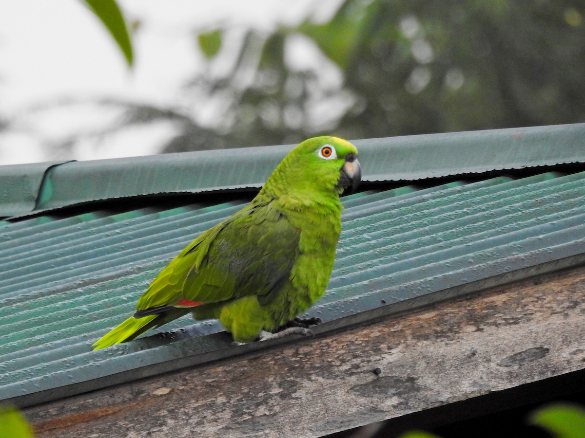 Yellow-crowned Parrot - ML179369871