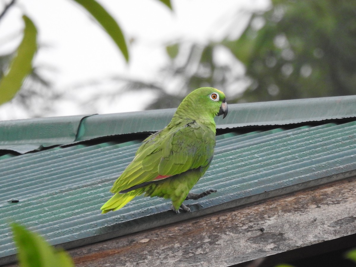 Yellow-crowned Parrot - ML179369881