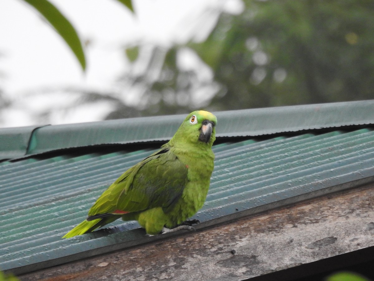 Yellow-crowned Parrot - ML179369891