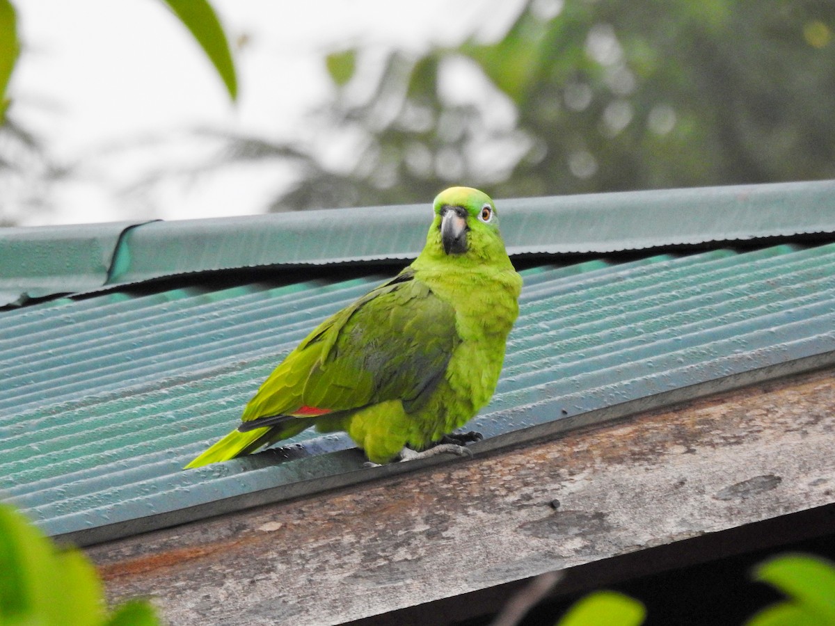 Yellow-crowned Parrot - ML179369921