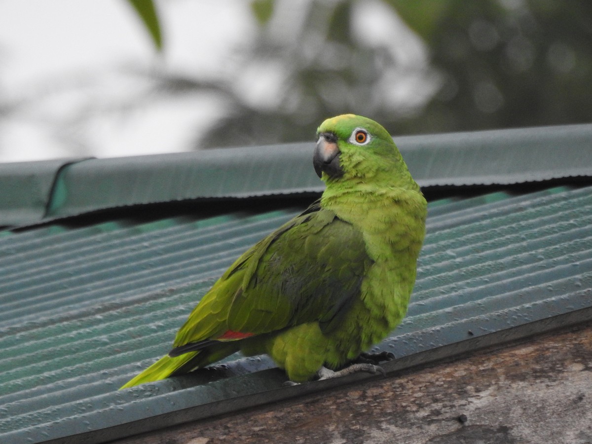 Yellow-crowned Parrot - ML179369931