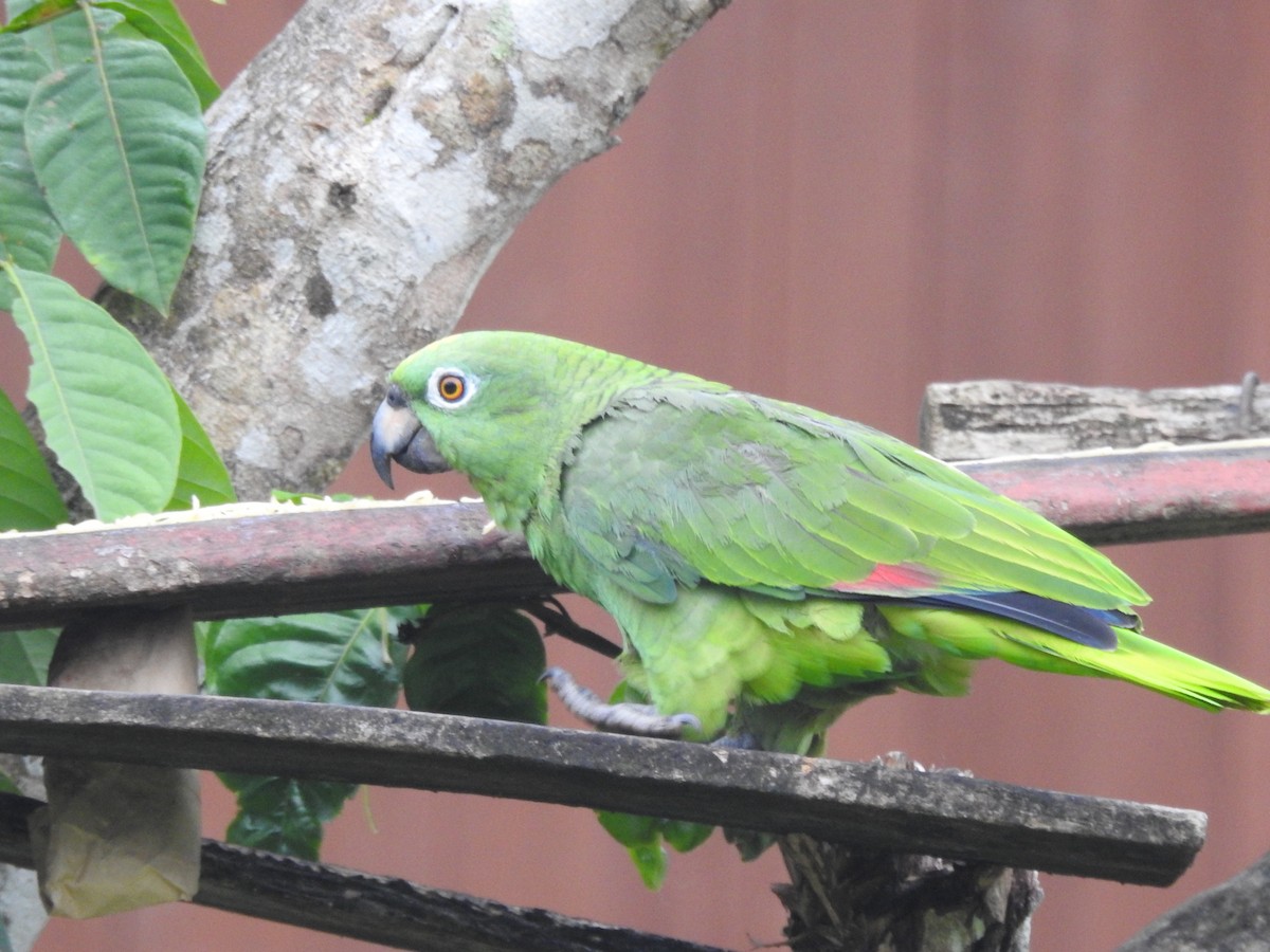 Yellow-crowned Parrot - Bill Ypsilantis