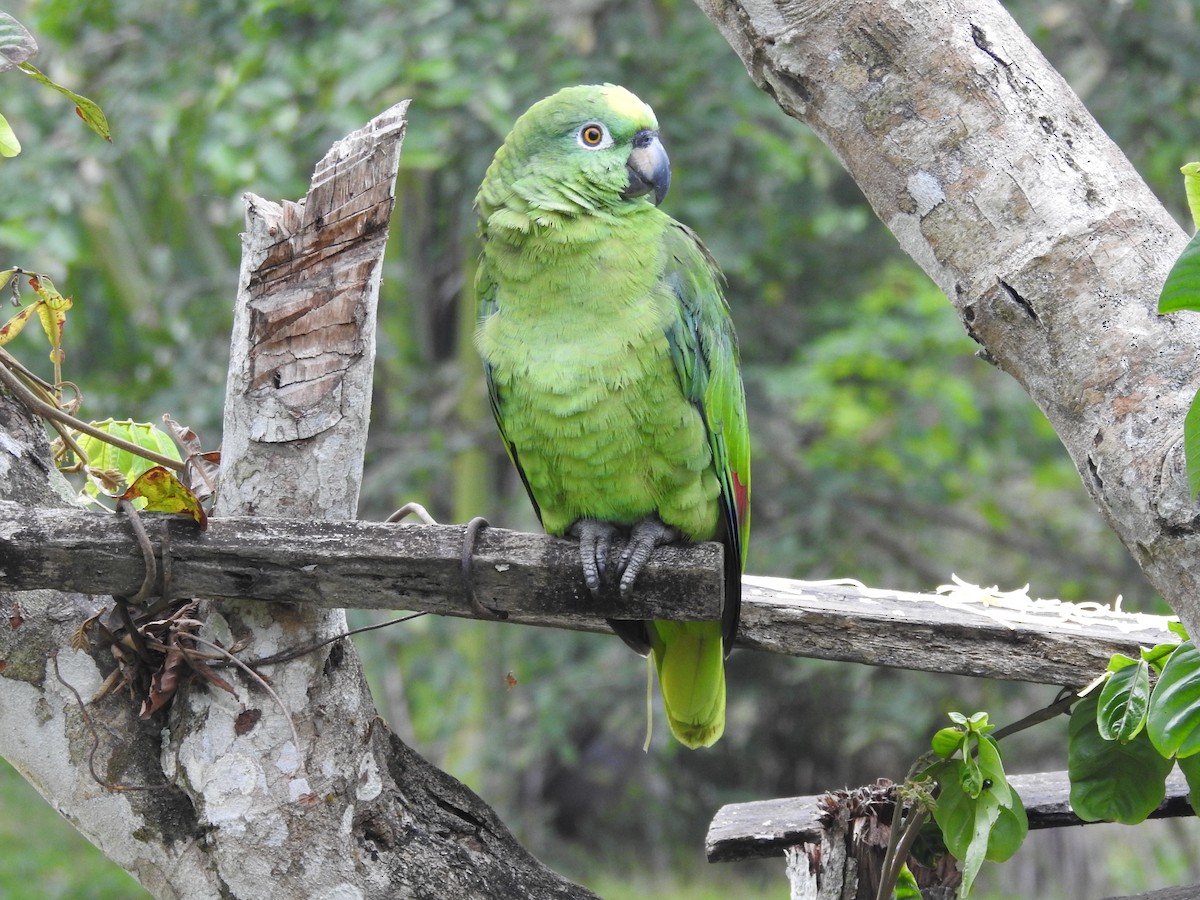 Yellow-crowned Parrot - ML179370081