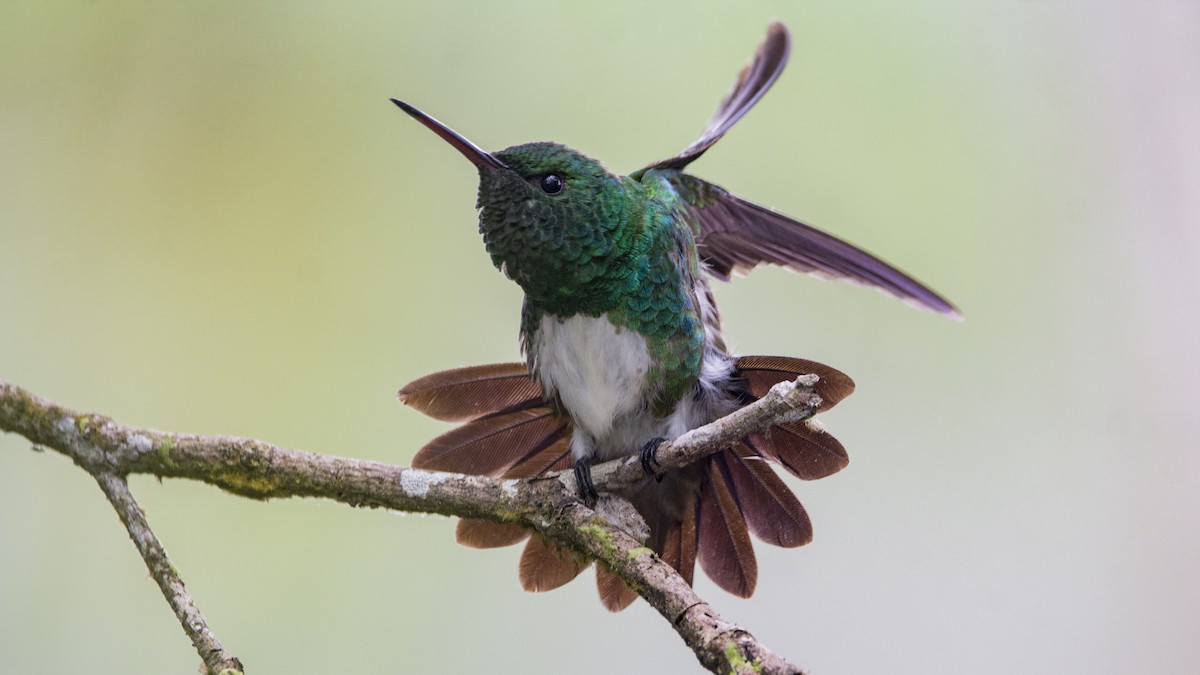 Snowy-bellied Hummingbird - Pepe Castiblanco