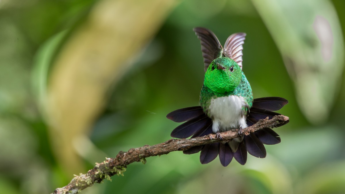 Snowy-bellied Hummingbird - Pepe Castiblanco