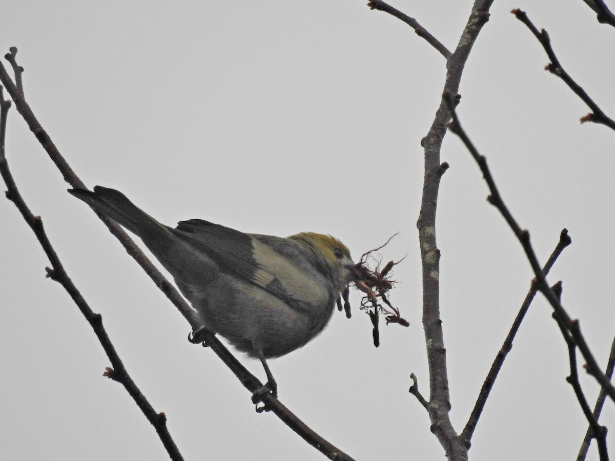 Palm Tanager - ML179370231