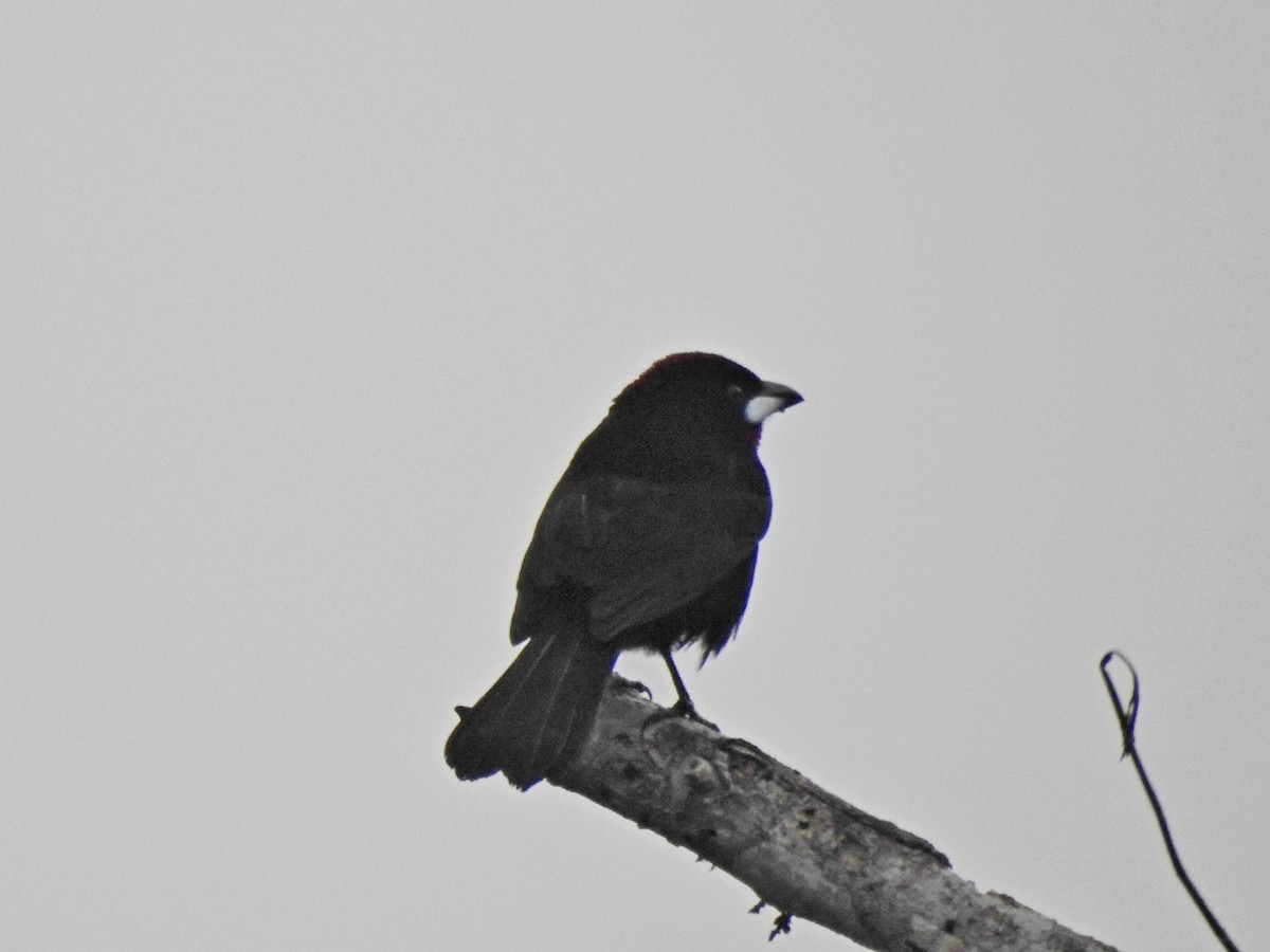 Silver-beaked Tanager - ML179370351