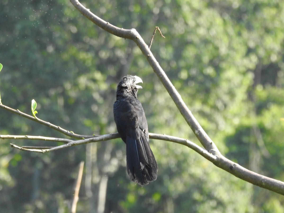 Smooth-billed Ani - ML179371331