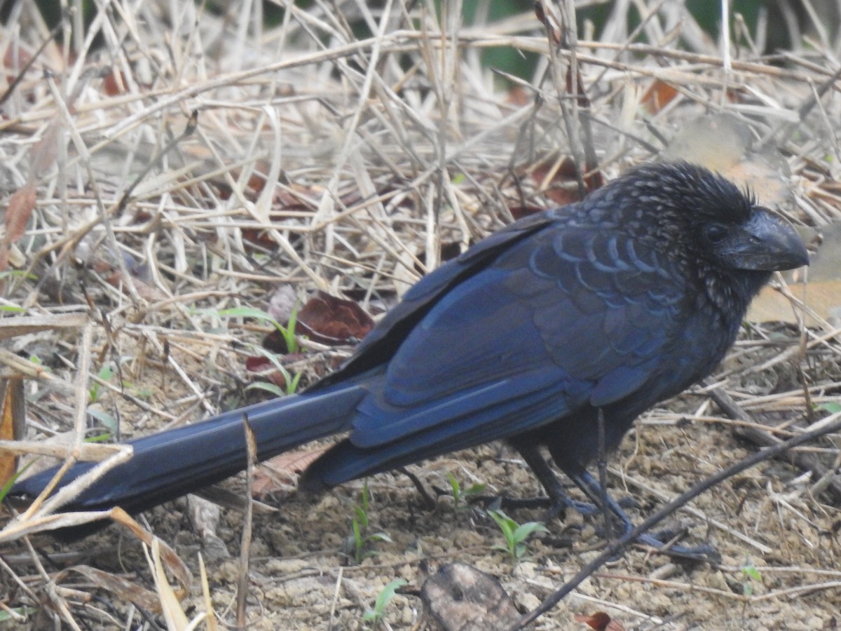 Smooth-billed Ani - ML179371351