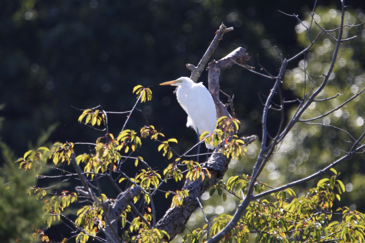 Snowy Egret - Jon Jensen