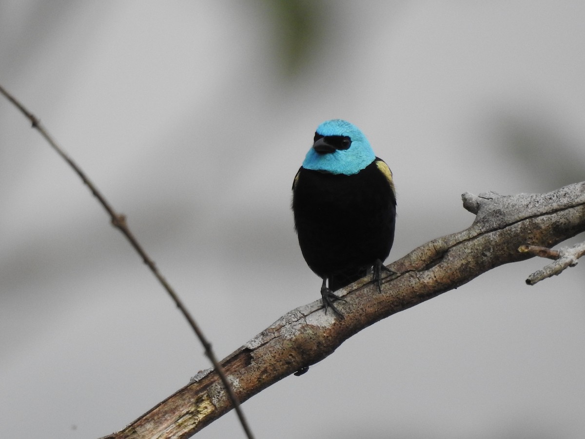 Blue-necked Tanager - ML179371891