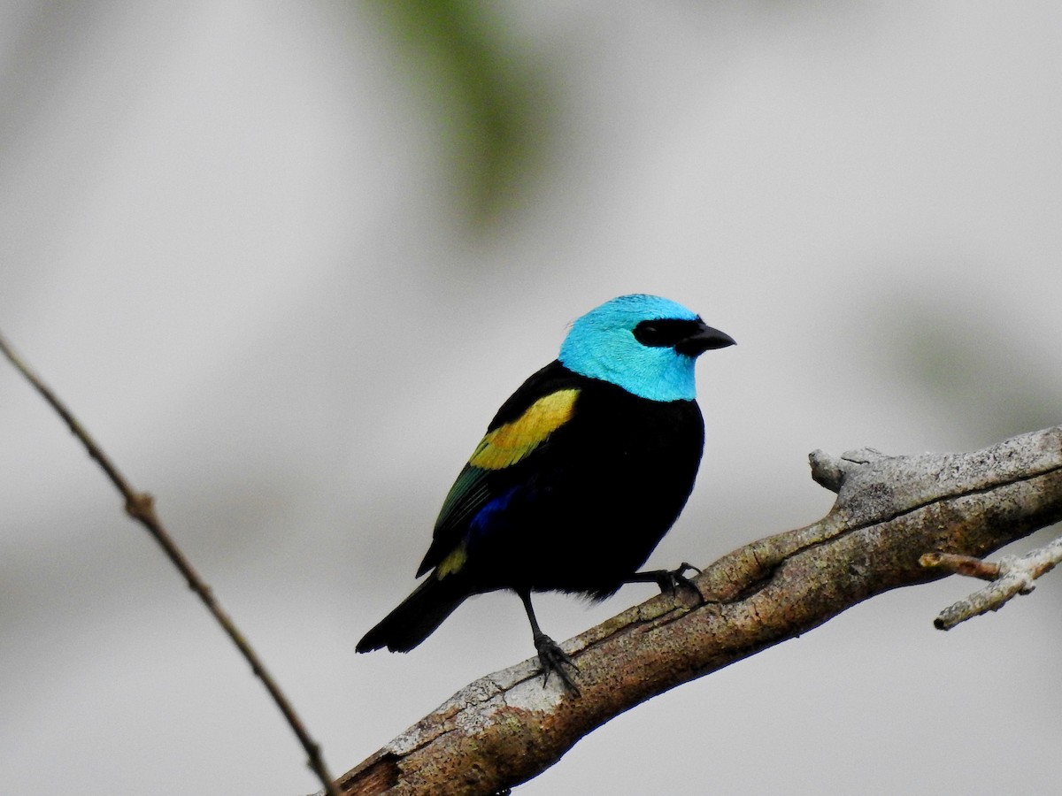 Blue-necked Tanager - ML179371941