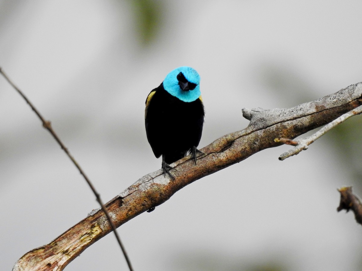 Blue-necked Tanager - ML179371951