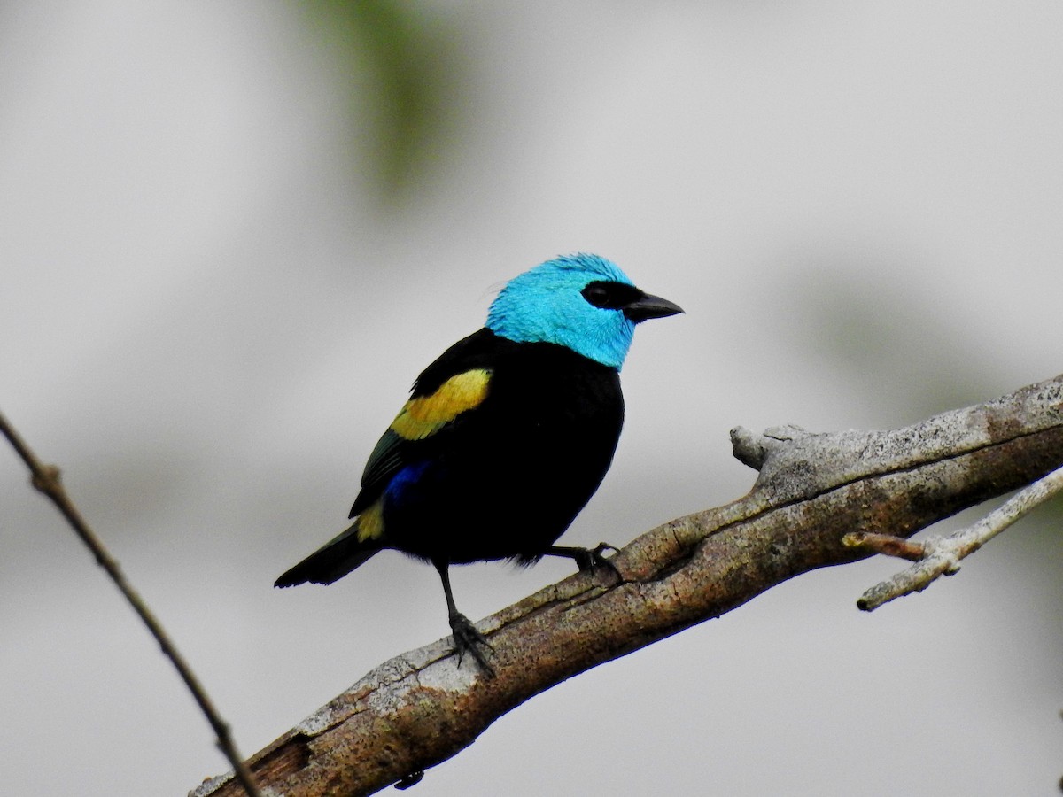 Blue-necked Tanager - ML179371971