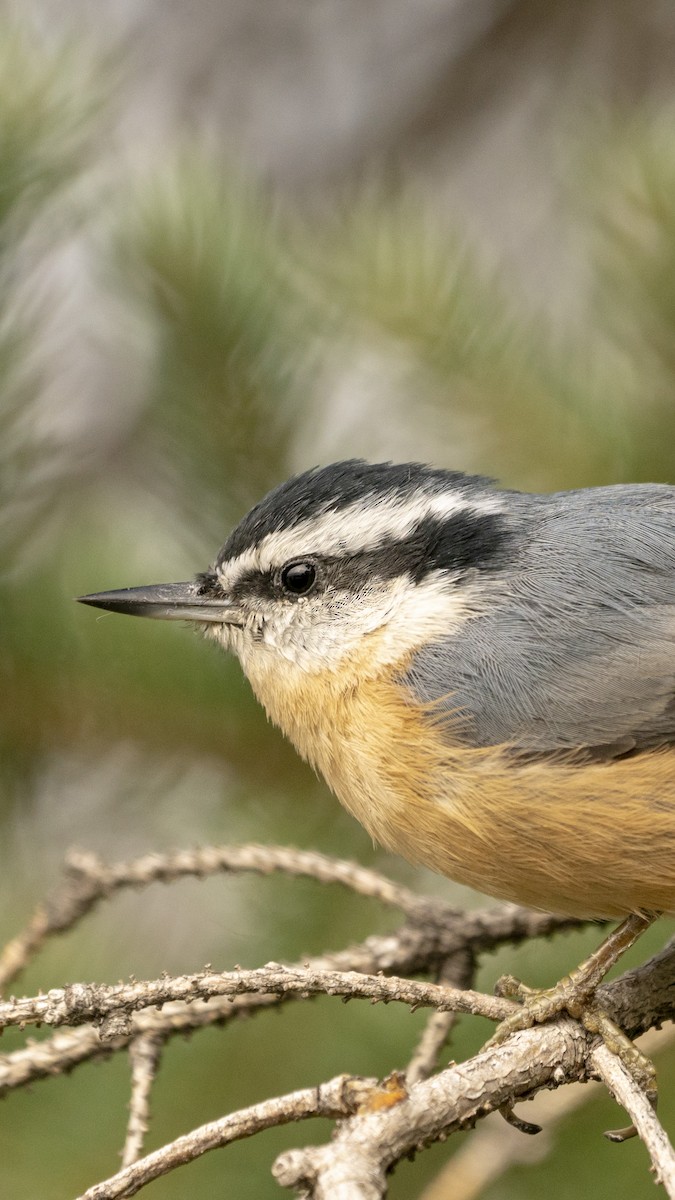 Red-breasted Nuthatch - ML179373351