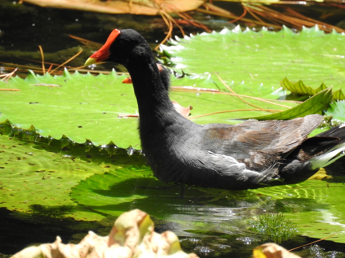 Common Gallinule - Ana Paula Alminhana Maciel