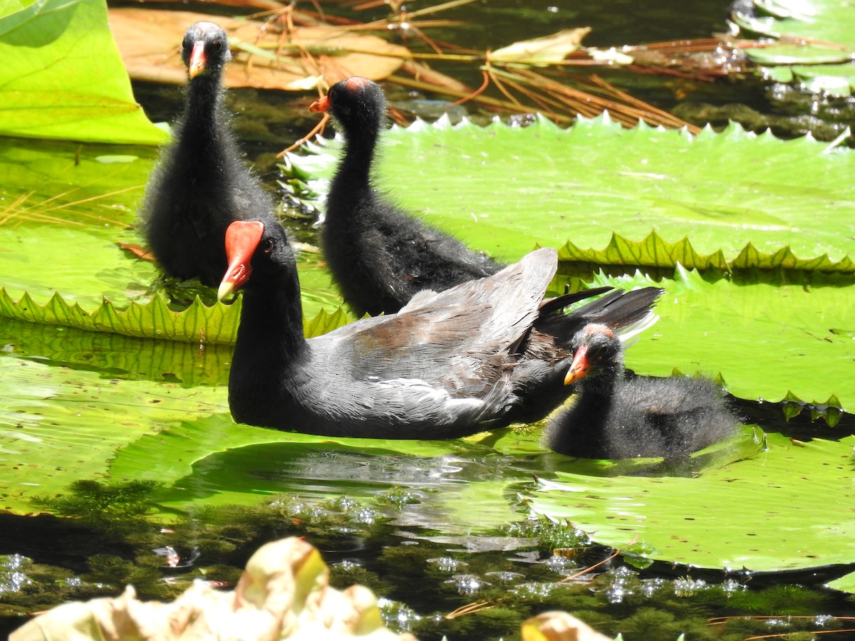 Gallinule d'Amérique - ML179373531