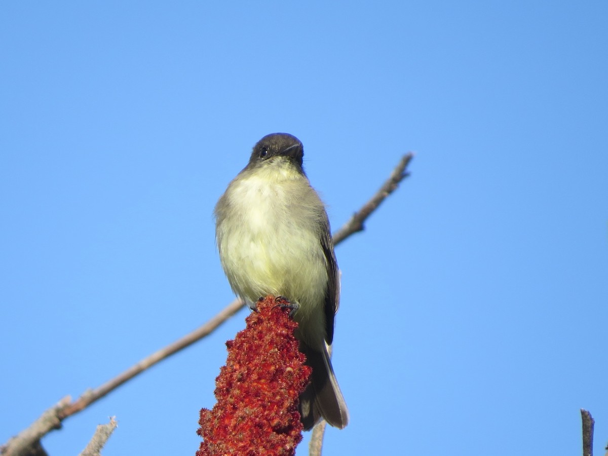 Eastern Phoebe - ML179373621