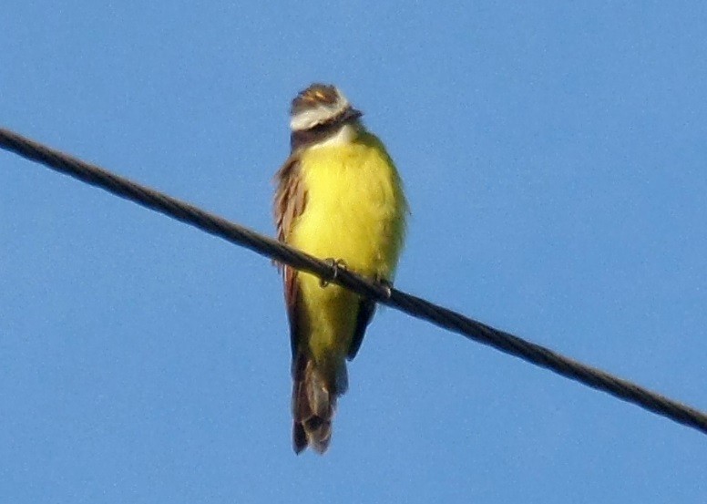 Social Flycatcher - Alfredo Correa