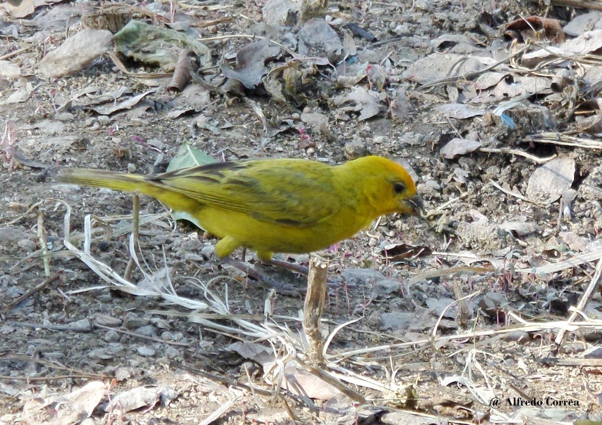 Saffron Finch - Alfredo Correa