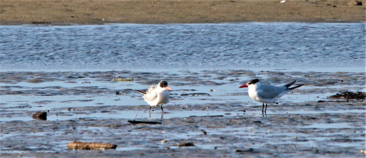 Caspian Tern - ML179376301