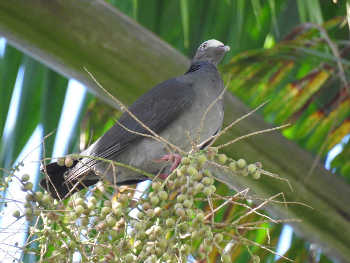 White-crowned Pigeon - ML179377401