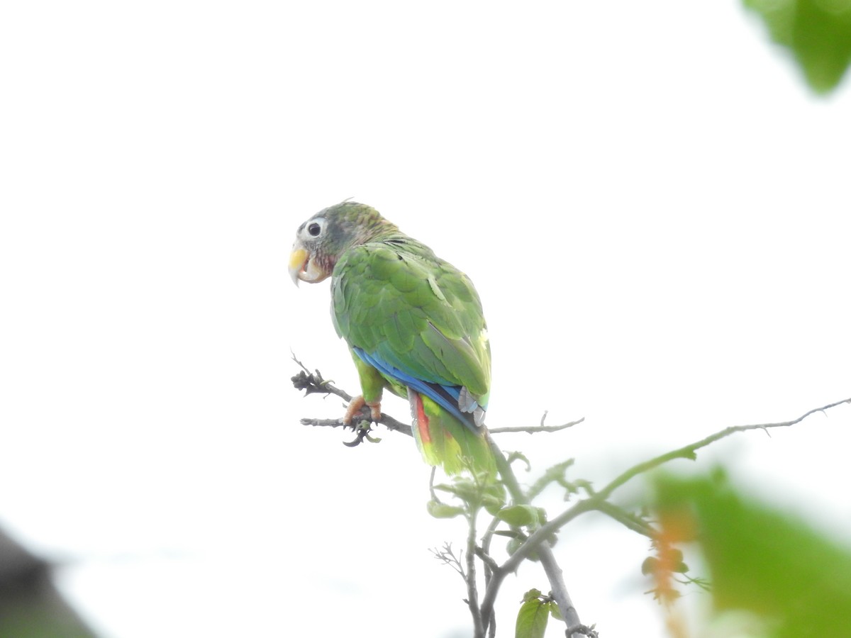 Yellow-billed Parrot - Ana Paula Alminhana Maciel