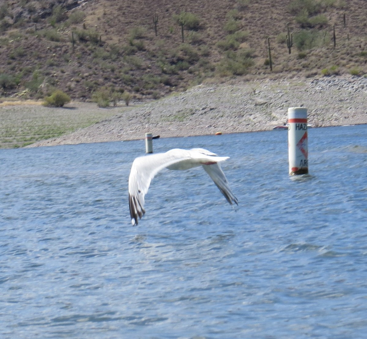 Herring Gull - Melanie Herring