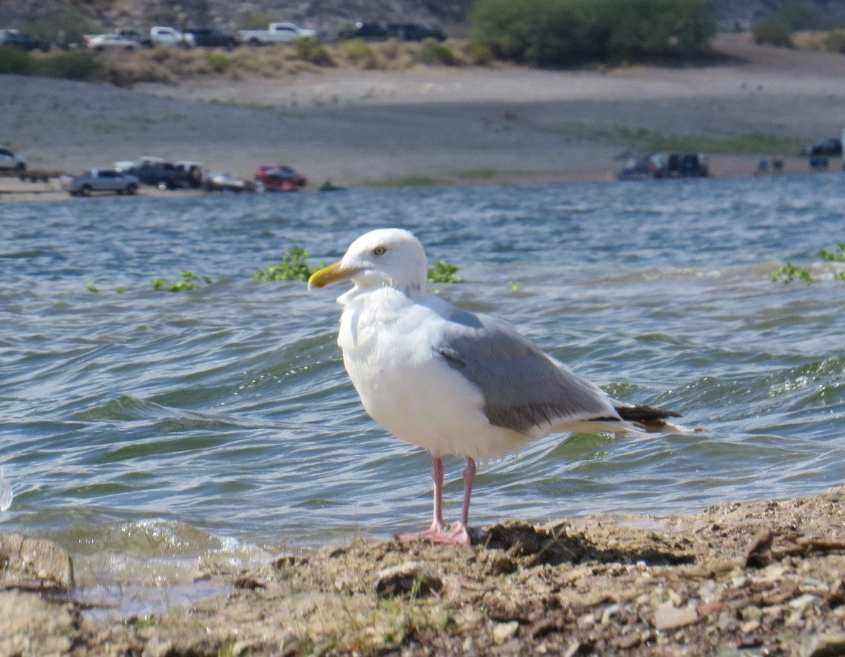 Herring Gull - ML179378641