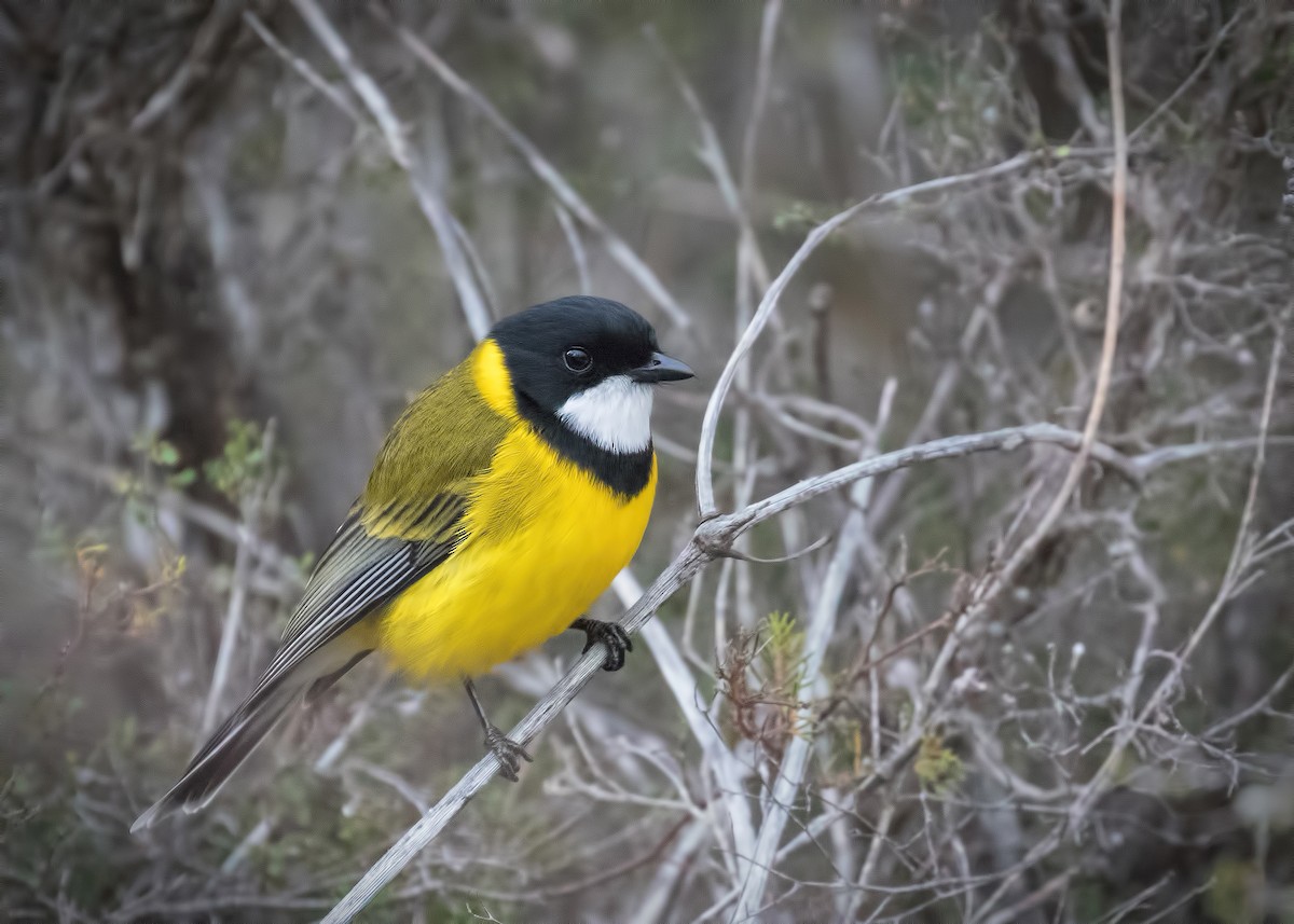 Golden Whistler (Western) - Julie Clark